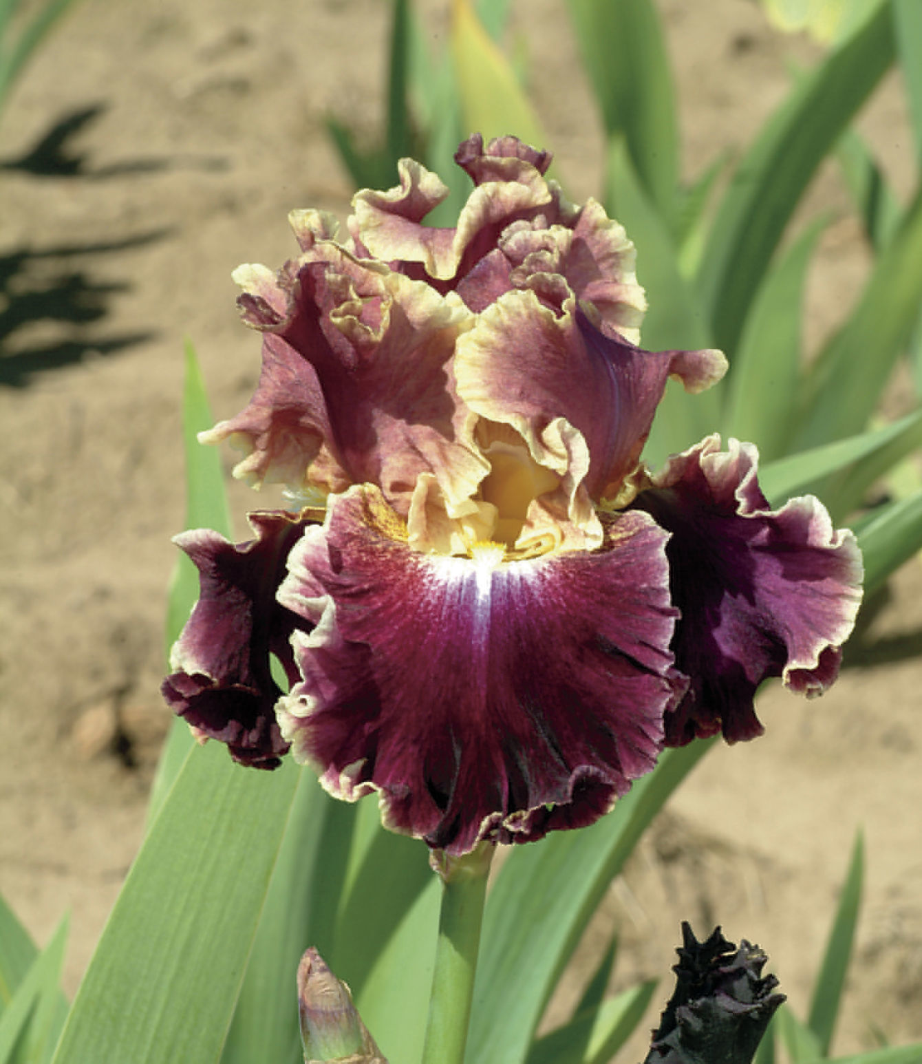 Iris_Montmartre_JungSeedCo.jpg
